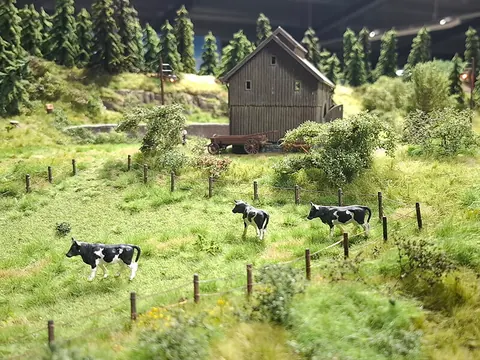 Kühe auf der Weide vor einer Holzscheune